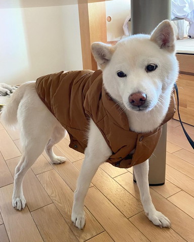 ダウン着てるワンコ