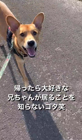 前足持ち上げられる猫