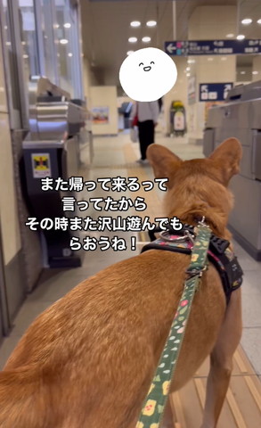 お見送りするワンコ