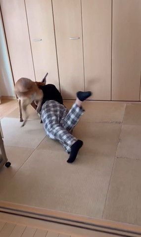 転がる人と跳ねるワンコ