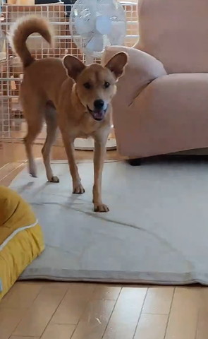 駆け寄ってくるワンコ