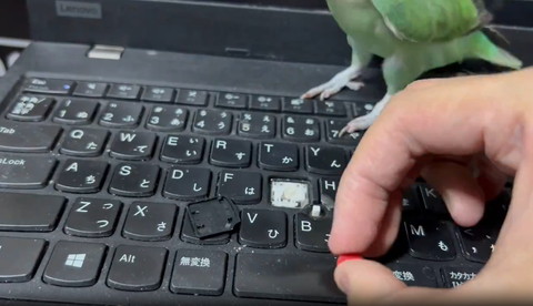 インコの足元とキーボード