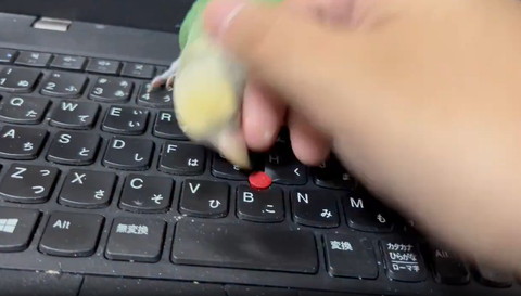 ポッチを見るインコぶれてる