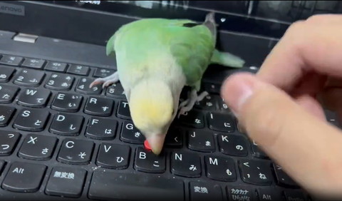 ポッチをつつくインコ