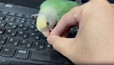 飼い主の指に噛みつくインコ口あけてる
