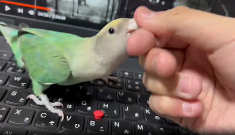 飼い主の指をかむインコ横顔