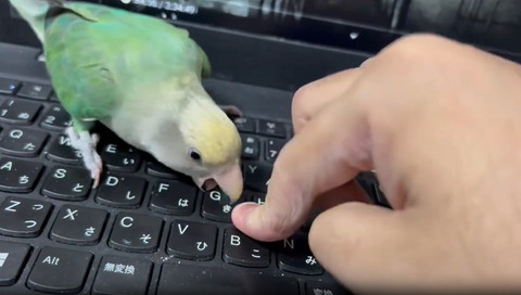 Gをはがそうとするインコ