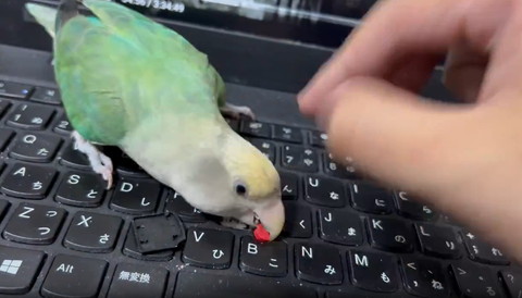 赤ポッチかむインコの横顔