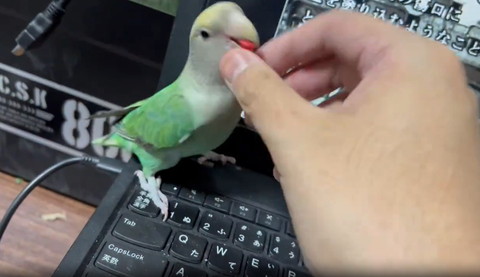 赤いのくわえてるインコ
