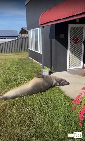 寝転ぶアザラシのニール