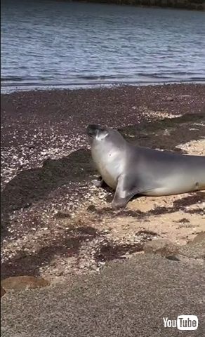海に戻るアザラシのニール