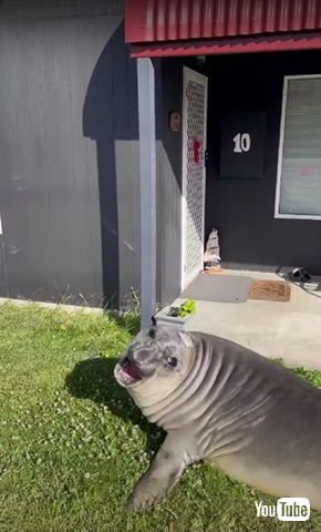 怒るアザラシのニール