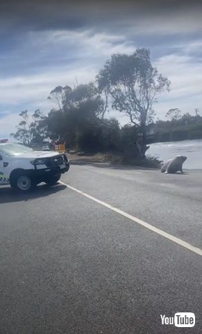 海に帰るアザラシのニール