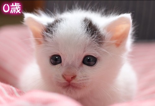 猫ビフォアフ