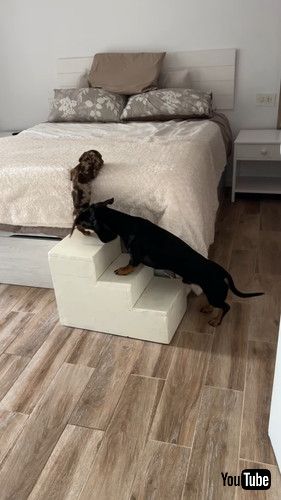 「Teamwork Helps Dachshund Puppy Up Steps || ViralHog」