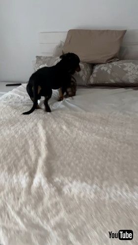 「Teamwork Helps Dachshund Puppy Up Steps || ViralHog」