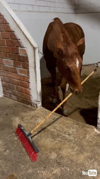 床をホウキで掃く馬