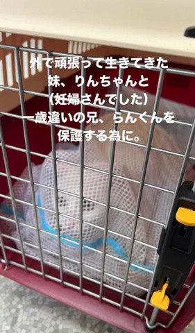 ネットに入ってる猫