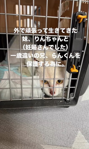 ケージに入ってる猫