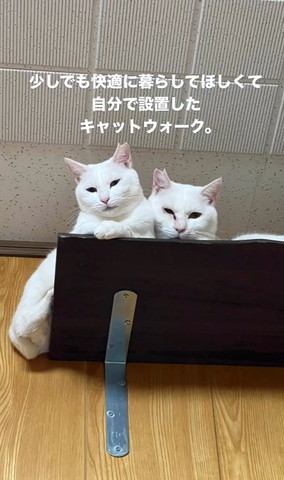 キャットウォークに猫2匹