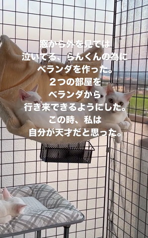 ハンモックに猫3匹