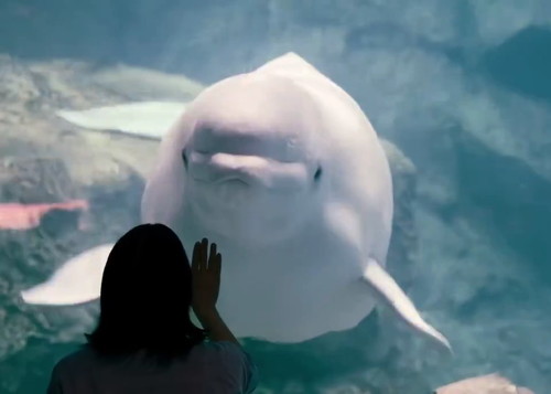 ベルーガ