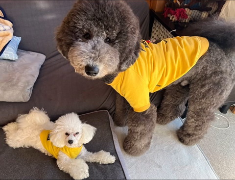 伏せる白ワンコと立ってるデカワンコ