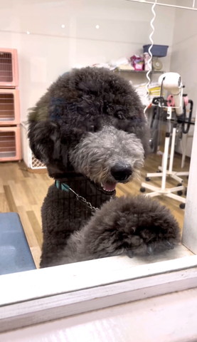 のぞいてるワンコ