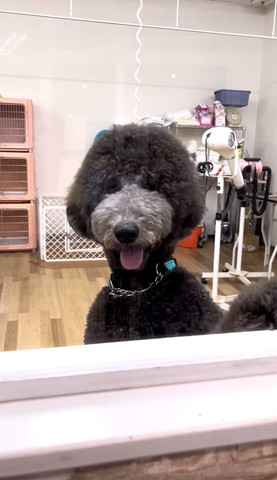 のぞいてるワンコ正面