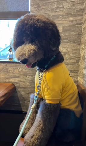 お店で座ってるワンコ