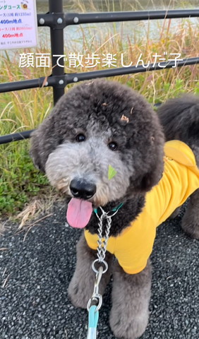 顔面で散歩楽しんだ子