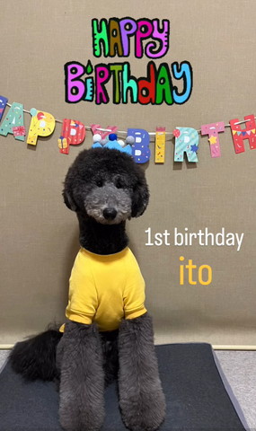 誕生日ワンコ