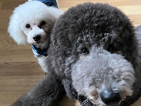 アップのワンコ2匹