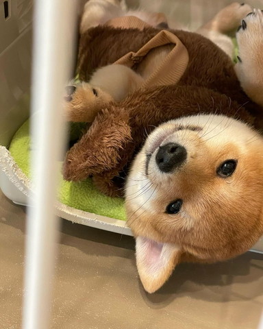 洋服着てにっこり転がる子犬