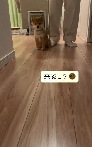 遠くから見てるワンコ