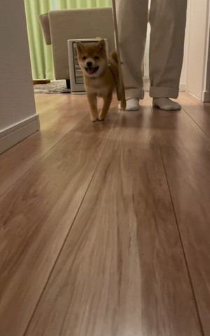 笑顔で駆け出すワンコ