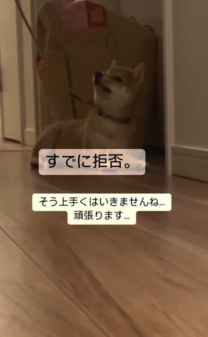 上を見てる子犬