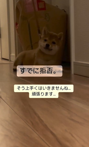 伏せしてカメラ目線子犬