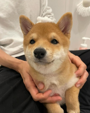 頭に泡ついてる子犬