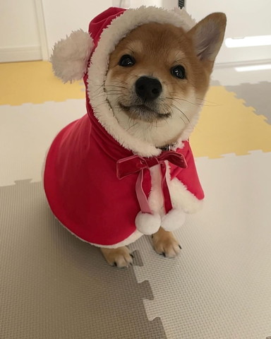 サンタコス子犬