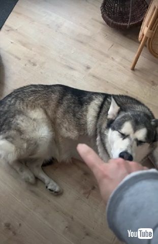 くすぐったそうな犬