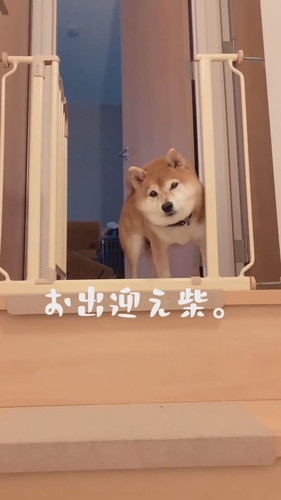 お出迎え柴犬