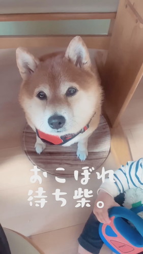 おこぼれを待つ柴犬