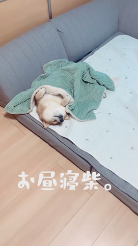 お昼寝中の柴犬