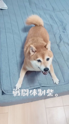 前足広げて戦闘態勢の柴犬