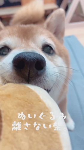 ぬいぐるみをくわえる柴犬