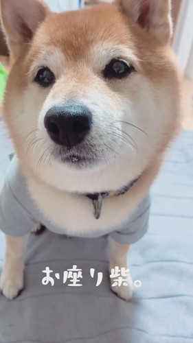 お座りをする柴犬