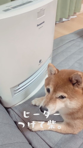 ヒーターの前で待機する柴犬
