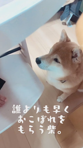 おこぼれを待つ柴犬