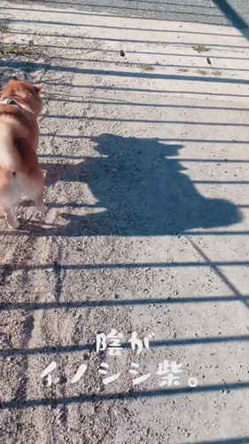 イノシシのような影になる柴犬